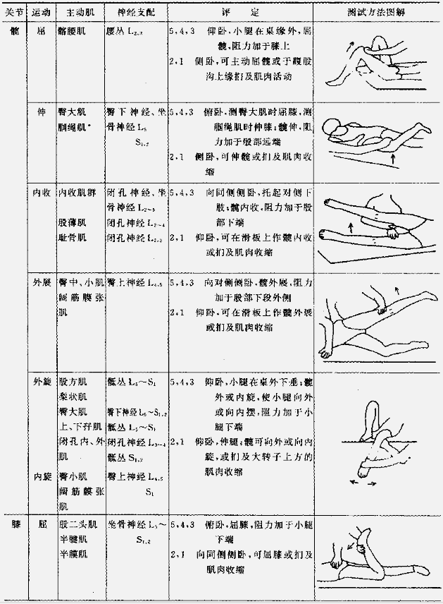 肌力与关节活动度评定图示6