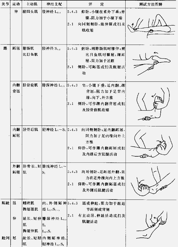 肌力与关节活动度评定图示7