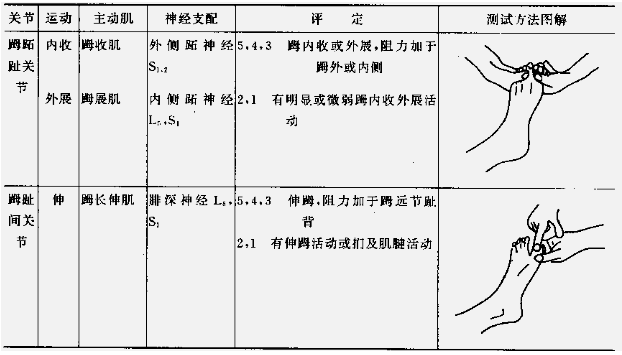 肌力与关节活动度评定图示8